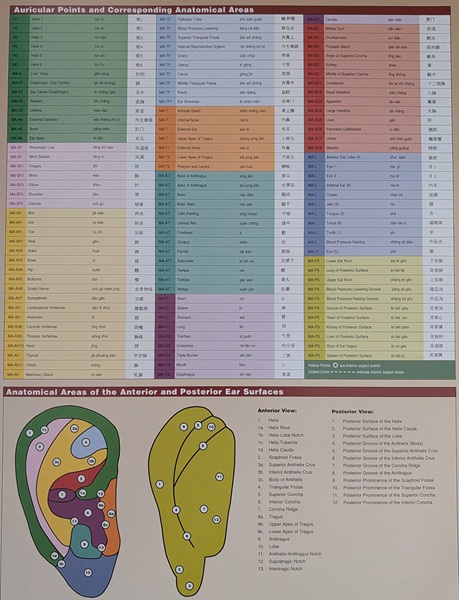 Modern Chinese Ear Acupuncture Chart - Image 4