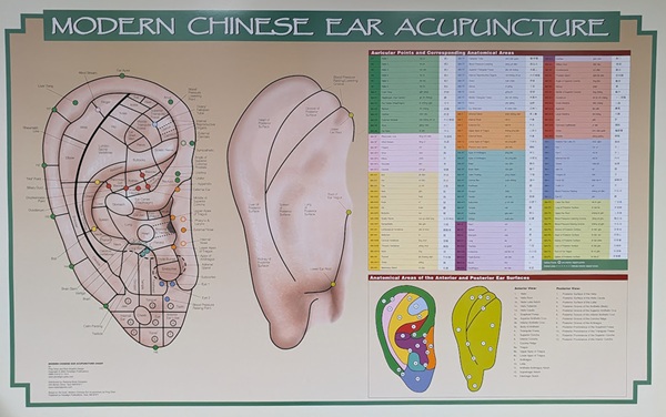 Modern Chinese Ear Acupuncture Chart - Image 2